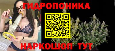 шишки Кандалакша